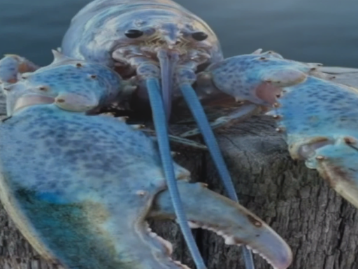 You Just Got Lobstered