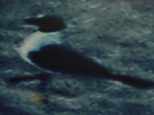 Cooked's Avatar World