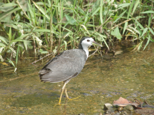 K-Suke photo gallery