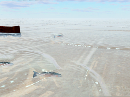 Shallow Fishing - lure casting -