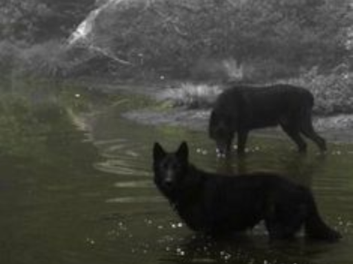 Butcher＂s chill world