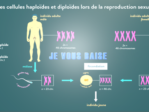 OKLM MEC FAIS PAS CHIER