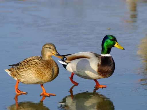 Mallardspace