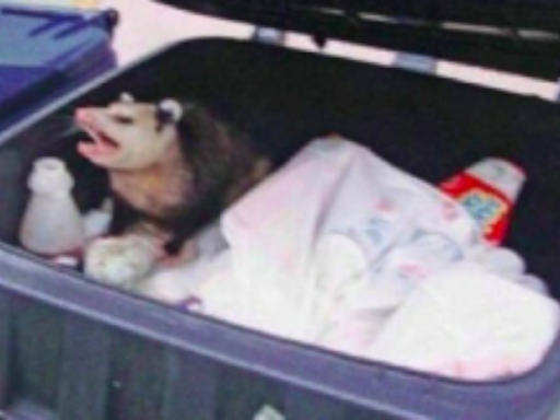 Nigel's Possum Avatar World