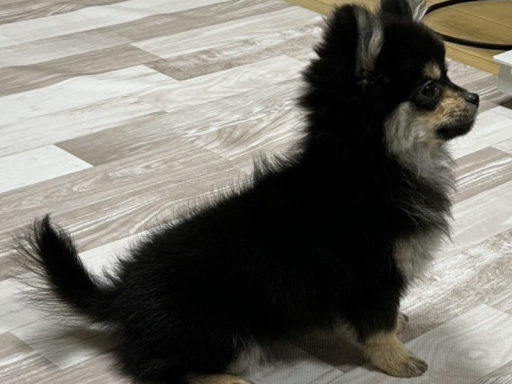 ﾁｬｳﾁｬｳﾁｬｳﾝﾁｬｳ?