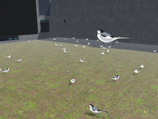 大量のセキレイに囲まれるだけ