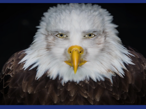 Meme Museum 2 Electric Bogeyman