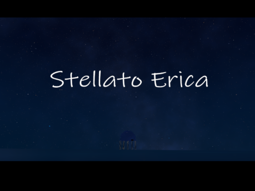 Stellato Erica