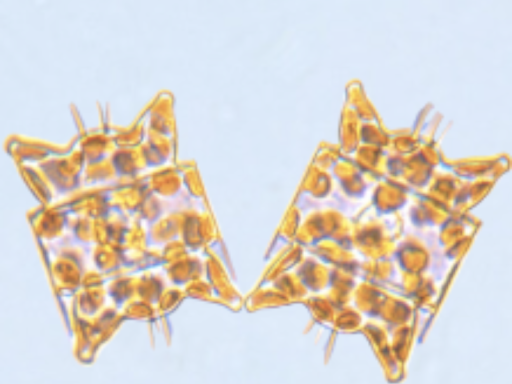 Micro FjordPhyto Ocean Oasis