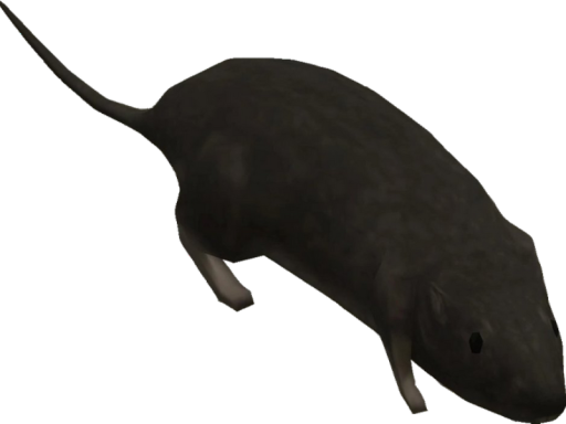 A Rubber Room With Rats