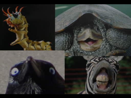 Avatar Zoo （Coming Soon）