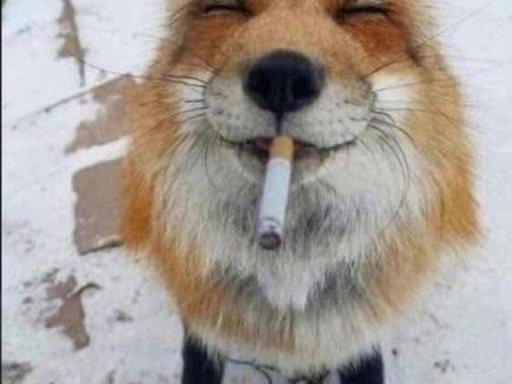 Wierd Dog smokin fat doink