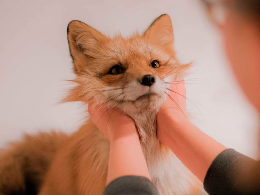 Super lite empty world