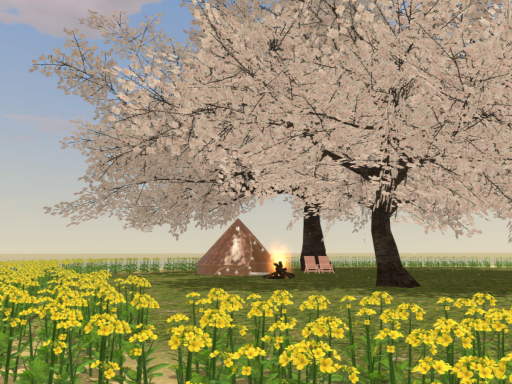 Sakura in the lake island