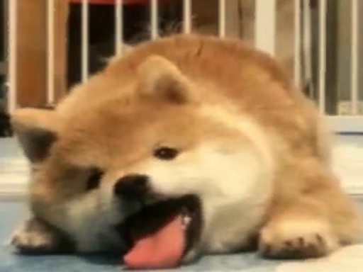 在这摆烂就完事了