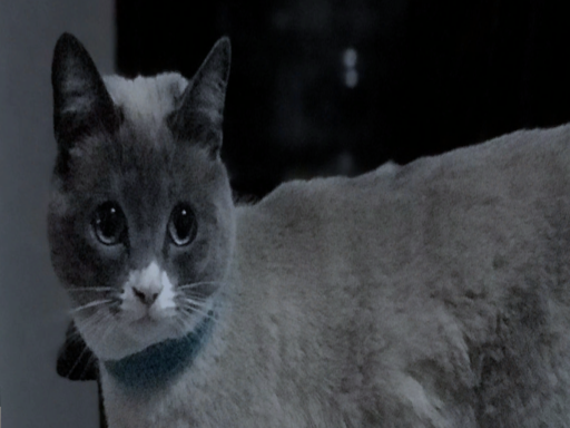 Koko's Cafe Furry avatar world