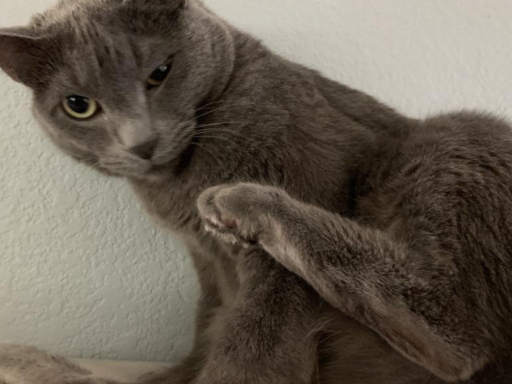 （OLD） Drafts Avatar World 2․0