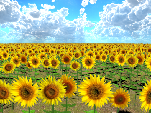 一面のひまわり畑