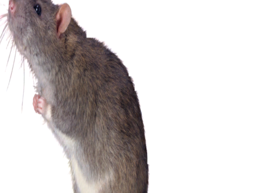 NEW Nugetegg's Super Dooper Avatar Worldǃ