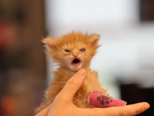 Dag and Friends Avatar Hub