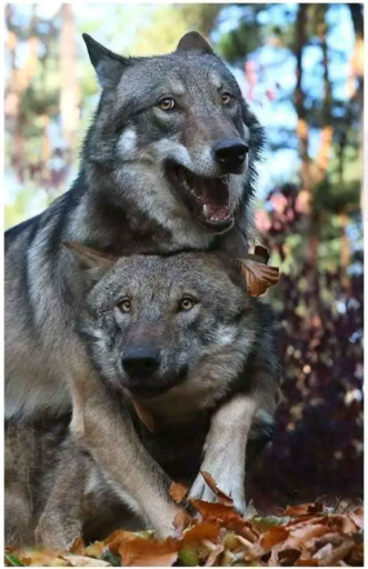 Doc's Silly Wolp Cave