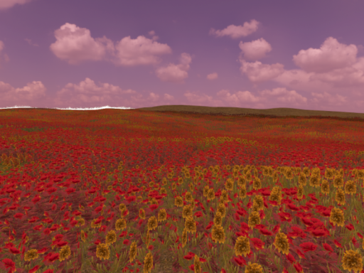 Цветочное Поле