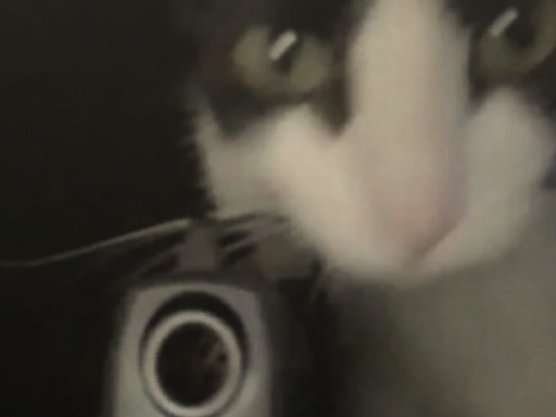 pinos silly avatar world