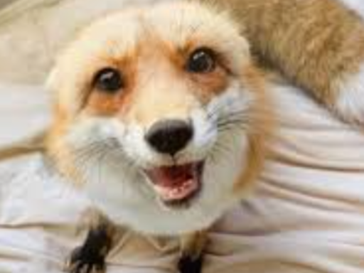 Fox （But Better）