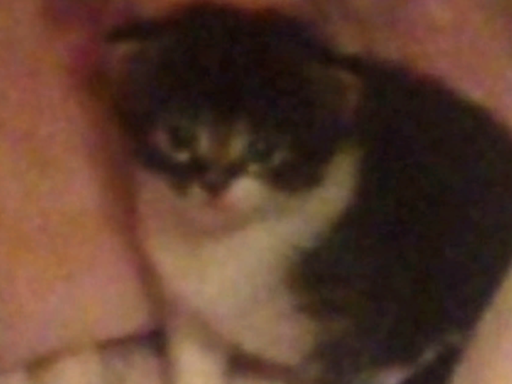 kittys avatar world （OLD DISCONTINUED）