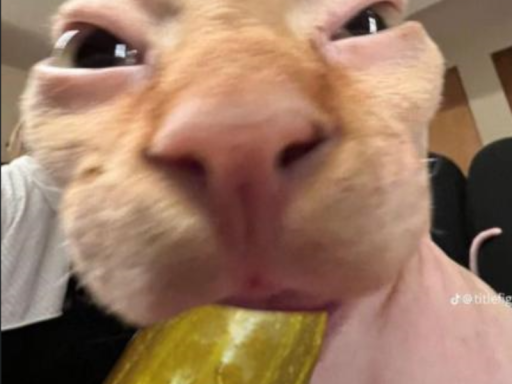 pickles avatar world