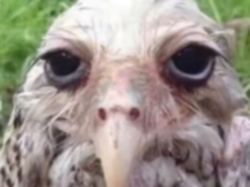 GUTZGALOREs Avatar World