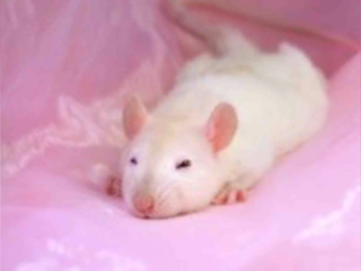 Koiwi's Avatars （2 Newǃǃ）