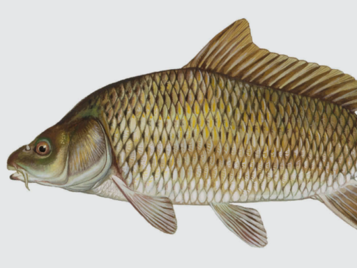 Carp