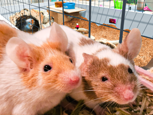 POV you are my mouse