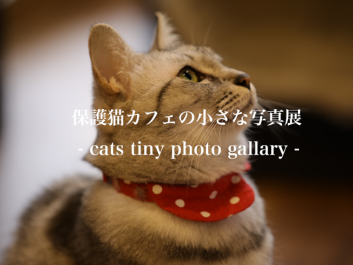 保護猫カフェの小さな写真展 cats tiny photo gallary