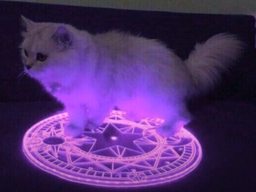 demonic little grey cat