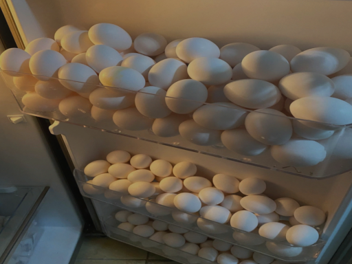 egg fridge
