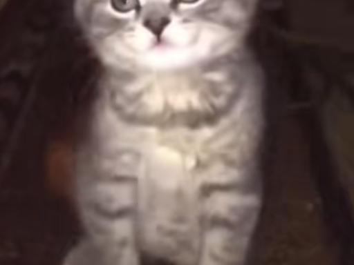 elli`s home world complex